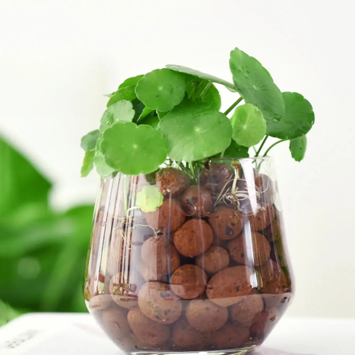 500g/pack Leca Balls Clay Pebb - Clay Pebble Growing recensie en prijs