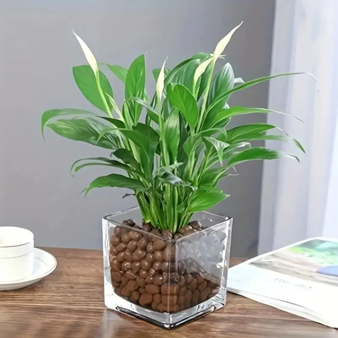 1LB Reusable Hydroponic Clay P - Clay Pebble Growing recensie en prijs